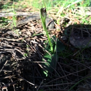 Pterostylis pedunculata at Hackett, ACT - 31 Aug 2014