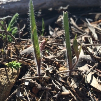 Caladenia actensis (Canberra Spider Orchid) at Hackett, ACT by AaronClausen