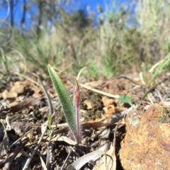 Caladenia actensis at suppressed - suppressed