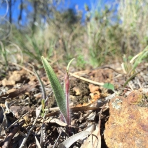 Caladenia actensis at suppressed - suppressed