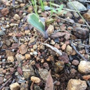 Caladenia actensis at suppressed - 31 Aug 2014