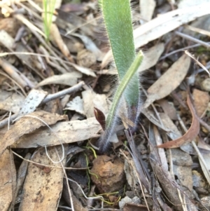 Caladenia actensis at suppressed - suppressed