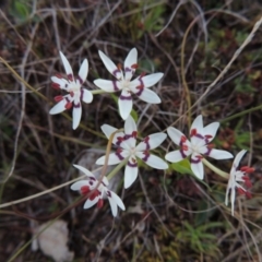 Wurmbea dioica subsp. dioica (Early Nancy) at Tennent, ACT - 31 Aug 2014 by MichaelBedingfield