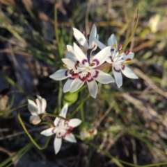 Wurmbea dioica subsp. dioica (Early Nancy) at Tennent, ACT - 31 Aug 2014 by MichaelBedingfield