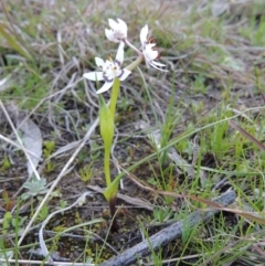Wurmbea dioica subsp. dioica at Tennent, ACT - 31 Aug 2014