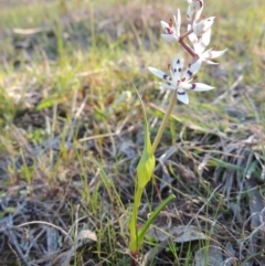 Wurmbea dioica subsp. dioica at Tennent, ACT - 31 Aug 2014 05:50 PM