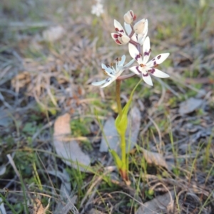 Wurmbea dioica subsp. dioica at Tennent, ACT - 31 Aug 2014 05:50 PM