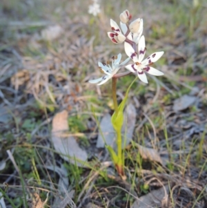 Wurmbea dioica subsp. dioica at Tennent, ACT - 31 Aug 2014