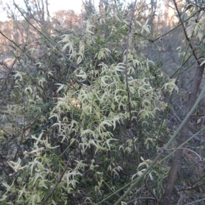 Clematis leptophylla (Small-leaf Clematis, Old Man's Beard) at Tennent, ACT - 31 Aug 2014 by MichaelBedingfield