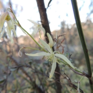 Clematis leptophylla at Tennent, ACT - 31 Aug 2014