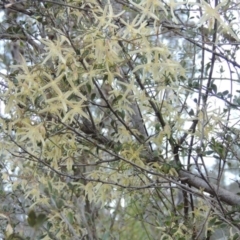 Clematis leptophylla at Tennent, ACT - 31 Aug 2014