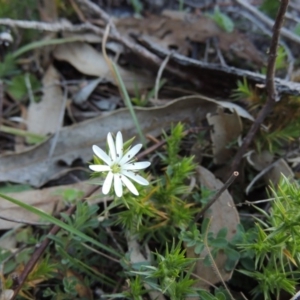 Stellaria pungens at Tennent, ACT - 31 Aug 2014