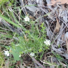 Stellaria pungens at Tennent, ACT - 31 Aug 2014