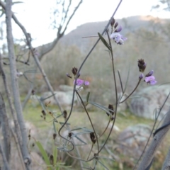 Glycine clandestina (Twining Glycine) at Tennent, ACT - 31 Aug 2014 by michaelb