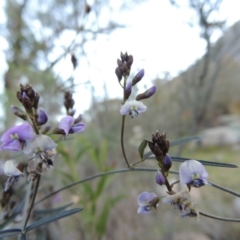 Glycine clandestina at Tennent, ACT - 31 Aug 2014