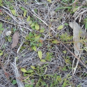 Ophioglossum lusitanicum at Tennent, ACT - 31 Aug 2014