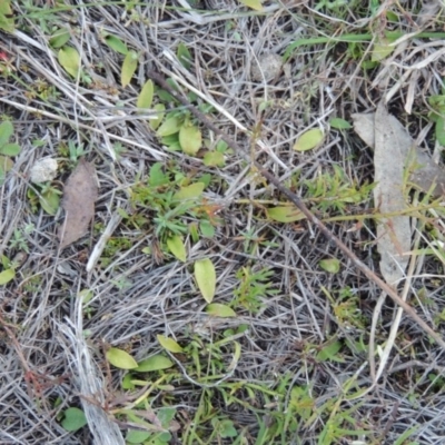 Ophioglossum lusitanicum (Adder's Tongue) at Tennent, ACT - 31 Aug 2014 by michaelb