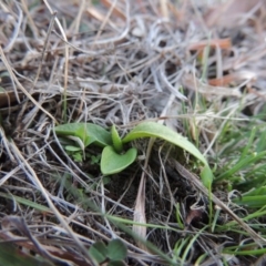 Ophioglossum lusitanicum subsp. coriaceum (Austral Adder's Tongue) at Tennent, ACT - 31 Aug 2014 by michaelb