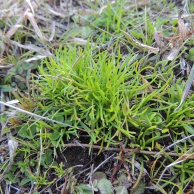 Isoetopsis graminifolia (Grass Cushion Daisy) at Tennent, ACT - 31 Aug 2014 by MichaelBedingfield