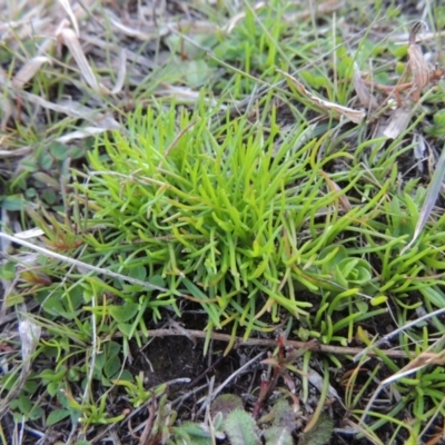 Isoetopsis graminifolia (Grass Cushion Daisy) at Tennent, ACT - 31 Aug 2014 by michaelb