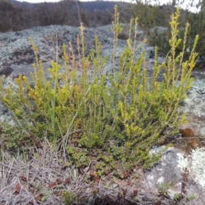 Calytrix tetragona at Tennent, ACT - 31 Aug 2014