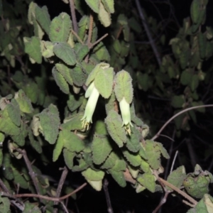 Correa reflexa var. reflexa at Tennent, ACT - 31 Aug 2014