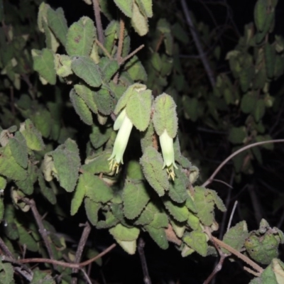 Correa reflexa var. reflexa (Common Correa, Native Fuchsia) at Tennent, ACT - 31 Aug 2014 by michaelb