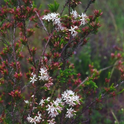 Calytrix tetragona (Common Fringe-myrtle) at Theodore, ACT - 26 Oct 2000 by MichaelBedingfield