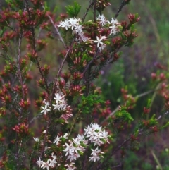 Calytrix tetragona (Common Fringe-myrtle) at Theodore, ACT - 25 Oct 2000 by michaelb