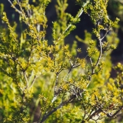 Calytrix tetragona (Common Fringe-myrtle) at Bonython, ACT - 13 Sep 2000 by michaelb