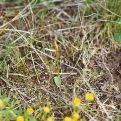 Ophioglossum lusitanicum subsp. coriaceum (Austral Adder's Tongue) at Conder, ACT - 16 Oct 1999 by michaelb