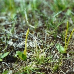 Ophioglossum lusitanicum (Adder's Tongue) at Conder, ACT - 6 Oct 2000 by michaelb