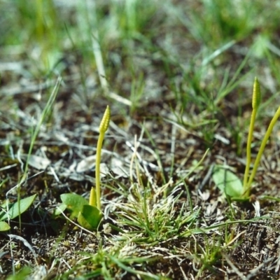 Ophioglossum lusitanicum subsp. coriaceum (Austral Adder's Tongue) at Conder, ACT - 6 Oct 2000 by michaelb