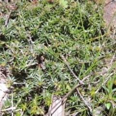 Acrotriche serrulata (Ground-berry) at Kambah, ACT - 28 Aug 2014 by michaelb