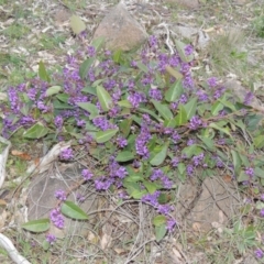 Hardenbergia violacea (False Sarsaparilla) at Kambah, ACT - 28 Aug 2014 by MichaelBedingfield