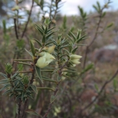 Melichrus urceolatus (Urn Heath) at Kambah, ACT - 28 Aug 2014 by MichaelBedingfield