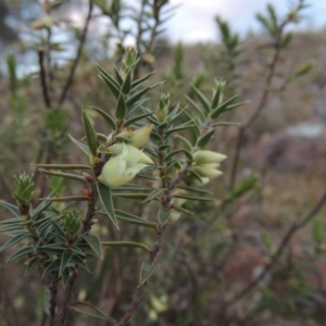 Melichrus urceolatus at Kambah, ACT - 28 Aug 2014 06:37 PM