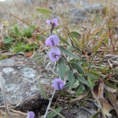 Hovea heterophylla (Common Hovea) at Kambah, ACT - 28 Aug 2014 by MichaelBedingfield