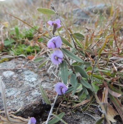 Hovea heterophylla (Common Hovea) at Kambah, ACT - 28 Aug 2014 by MichaelBedingfield