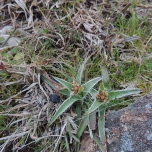 Luzula densiflora at Kambah, ACT - 28 Aug 2014