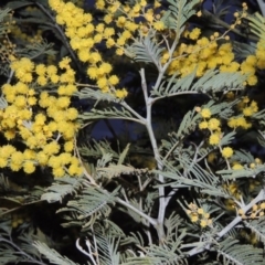 Acacia dealbata (Silver Wattle) at Kambah, ACT - 28 Aug 2014 by MichaelBedingfield