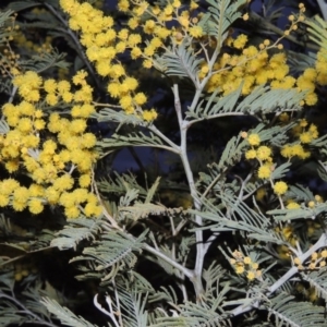 Acacia dealbata at Kambah, ACT - 28 Aug 2014