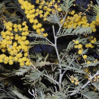 Acacia dealbata (Silver Wattle) at Kambah, ACT - 28 Aug 2014 by MichaelBedingfield