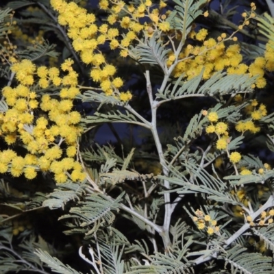 Acacia dealbata (Silver Wattle) at Kambah, ACT - 28 Aug 2014 by michaelb