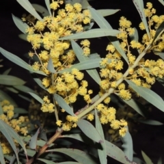 Acacia rubida (Red-stemmed Wattle, Red-leaved Wattle) at Urambi Hills - 28 Aug 2014 by michaelb