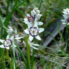 Wurmbea dioica subsp. dioica (Early Nancy) at Farrer, ACT - 31 Aug 2014 by julielindner