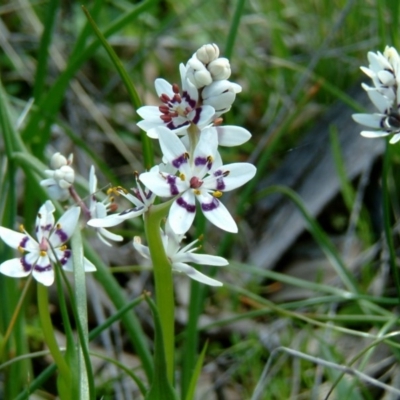 Wurmbea dioica subsp. dioica (Early Nancy) at Farrer, ACT - 31 Aug 2014 by julielindner