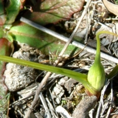 Wurmbea dioica subsp. dioica at Farrer, ACT - 31 Aug 2014 12:00 AM