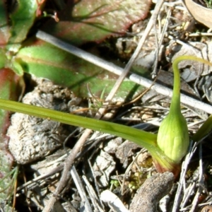 Wurmbea dioica subsp. dioica at Farrer, ACT - 31 Aug 2014 12:00 AM