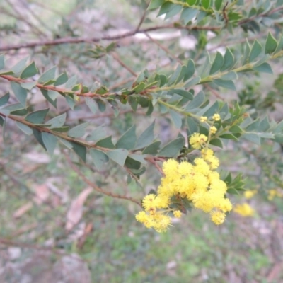 Acacia pravissima (Wedge-leaved Wattle, Ovens Wattle) at Urambi Hills - 28 Aug 2014 by michaelb